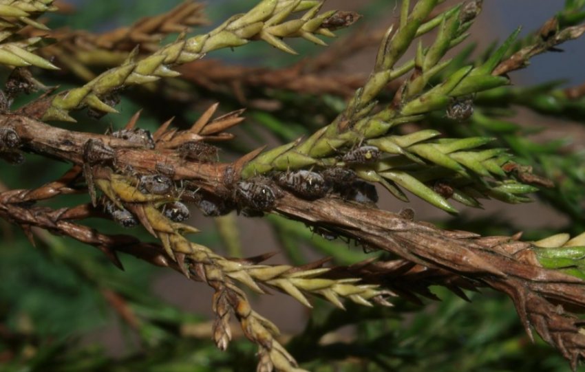 Можжевеловая тля Можжевеловая тля