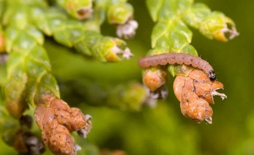 Можжевеловая моль Можжевеловая моль