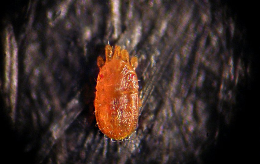 Клещ орегонская плоскотелка Клещ орегонская плоскотелка