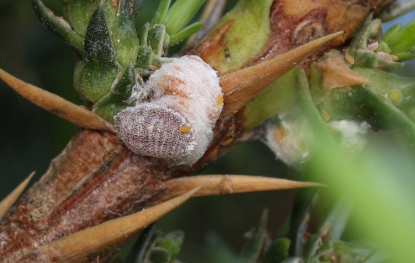 Червец мучнистый Червец мучнистый