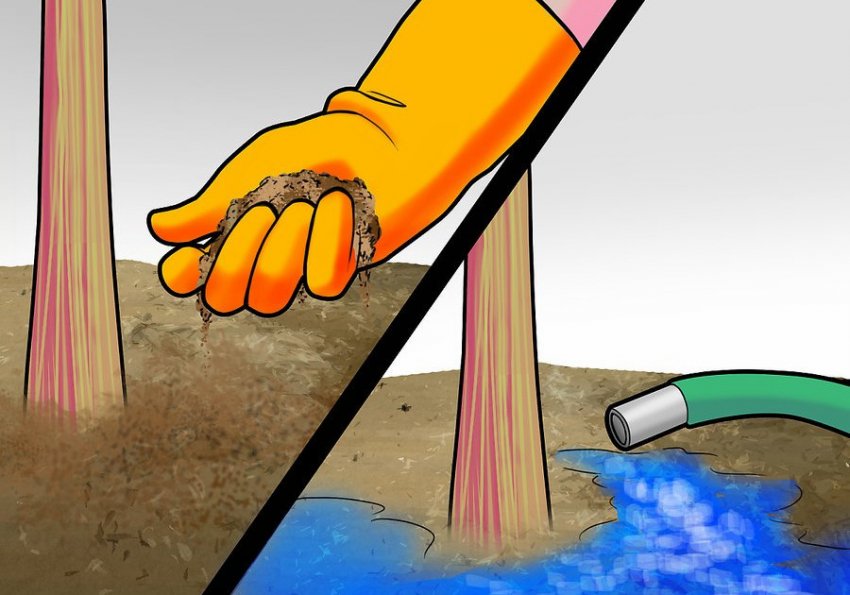 Підживлення та полив сосни Підживлення та полив сосни