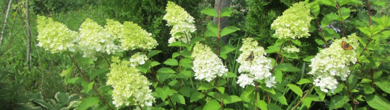 Описание гортензии сорта Грейт Эскейп, посадка и уход