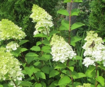 Описание гортензии сорта Грейт Эскейп, посадка и уход