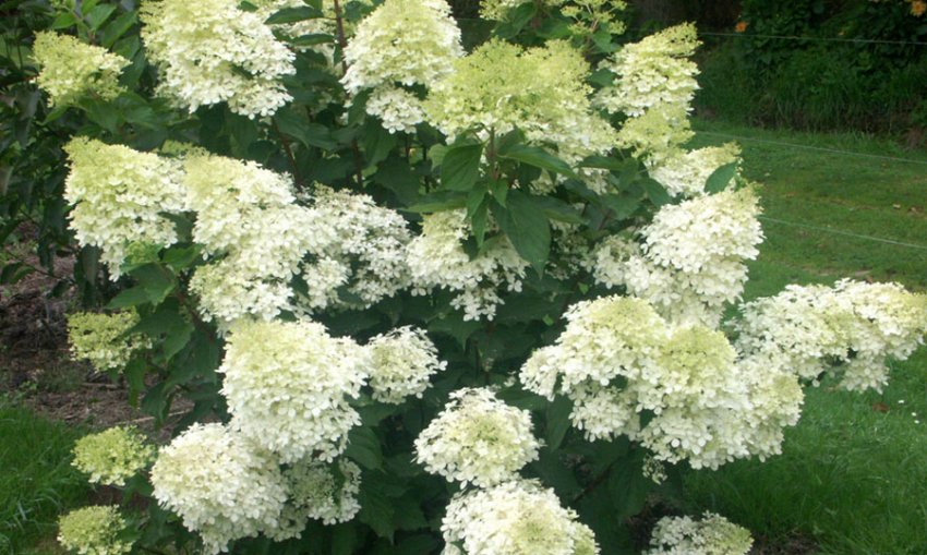 Гортензия Грейт Эскейп Гортензия Грейт Эскейп