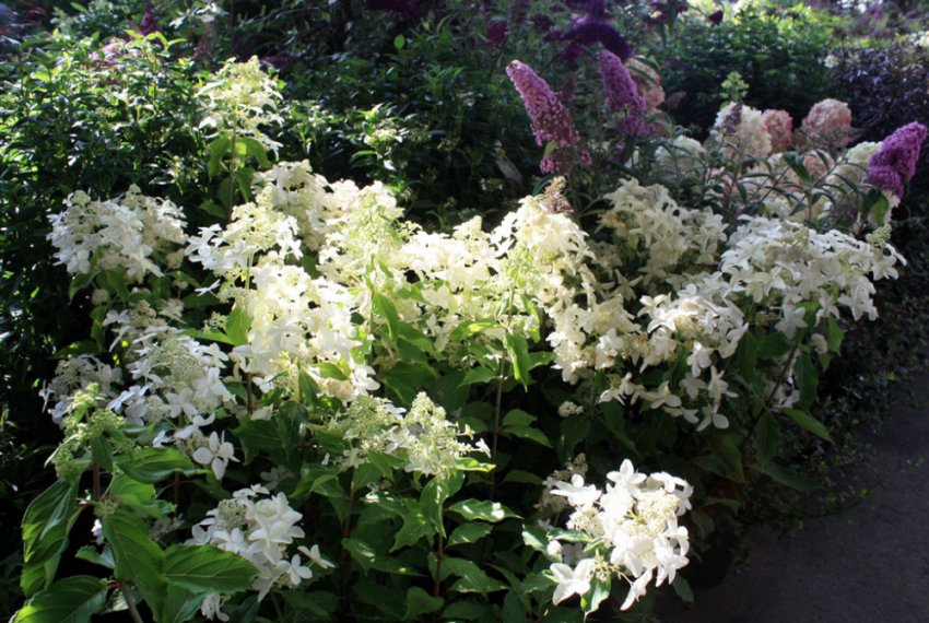 Гортензии Грейт Эскейп Гортензии Грейт Эскейп