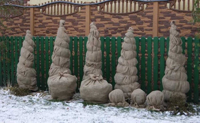 Укриття сосни на зиму Укриття сосни на зиму