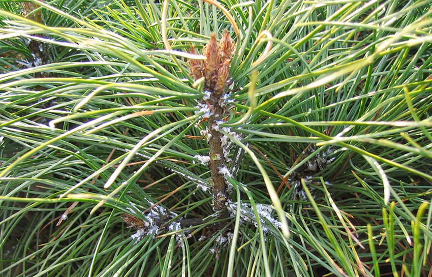 Хермес сосни Хермес сосни