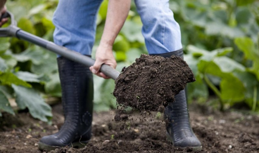 Почва Почва