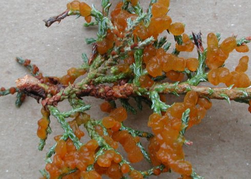 Проблемы при выращивании можжевельника и методы их решения