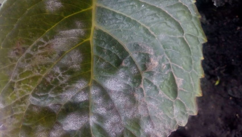 Біла гниль гортензії Біла гниль гортензії