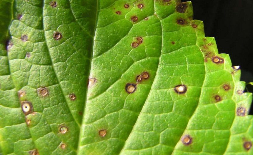 Септоріоз гортензії Септоріоз гортензії