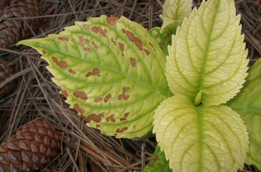 Хлороз гортензії Хлороз гортензії