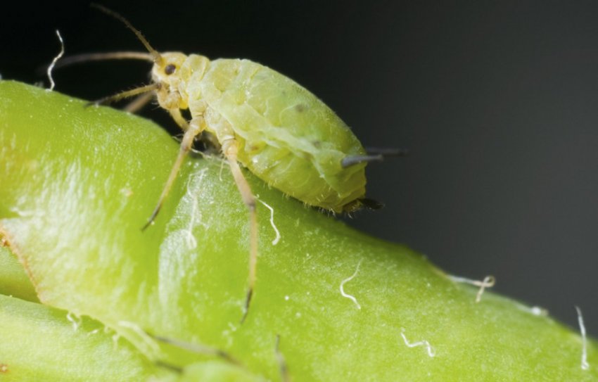 Листова воша Листова воша