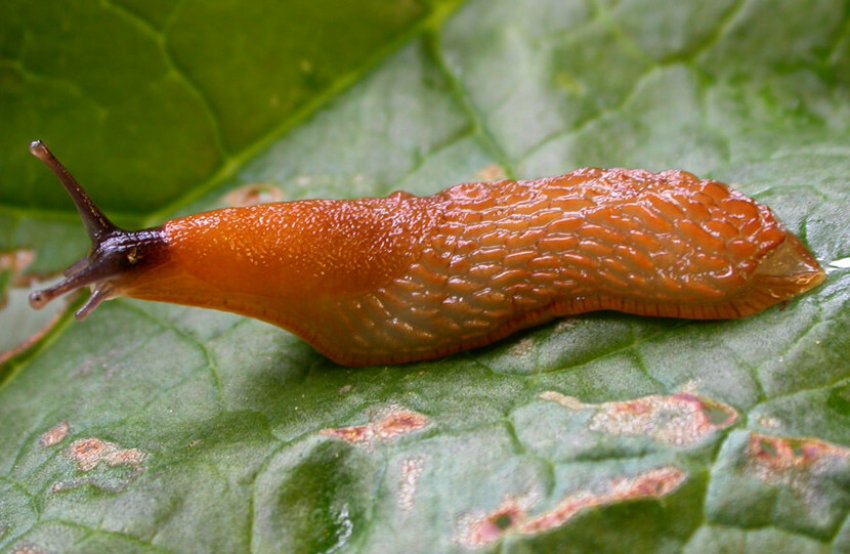 Садовий слизень Садовий слизень