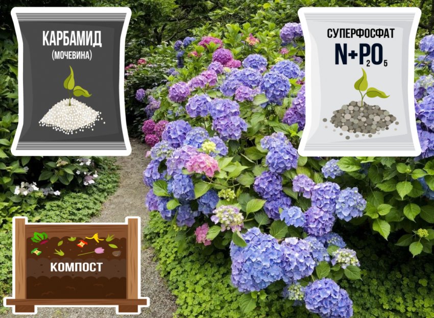 Удобрение и подкормка гортензии