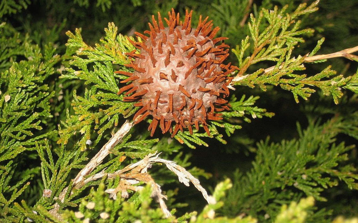 Размер шишки можжевельника. Шютте можжевельника. Gymnosporangium juniperinum. Gymnosporangium sabinae на можжевельнике. Шютте можжевельника juniperinum