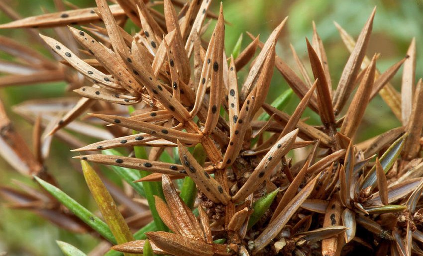 Буре в'янення можжевеліка