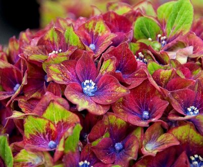 Особливості вирощування гортензії великолистої "Шлосс Вакербарт"