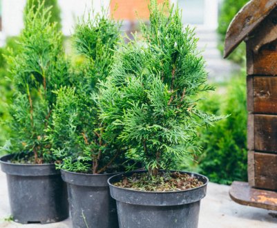 Вирощування женьшеню в домашніх умовах