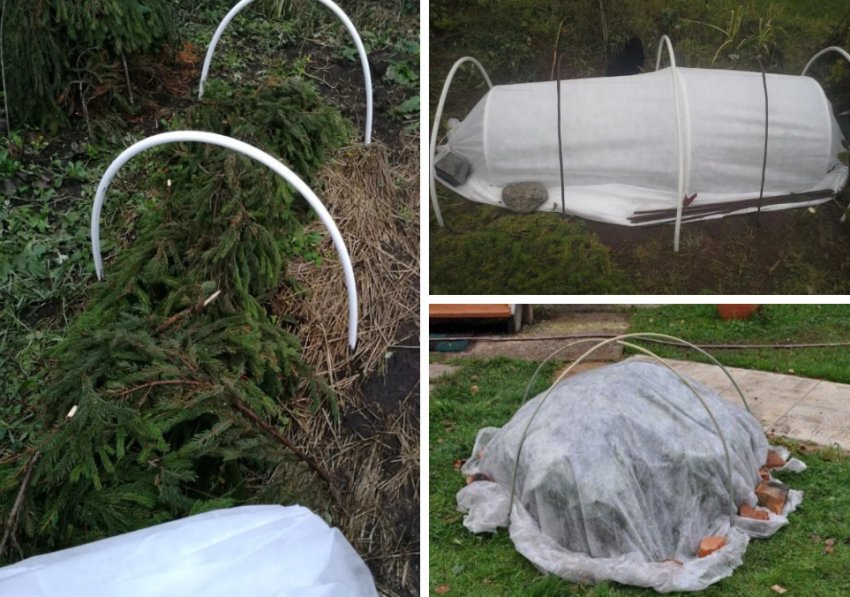 Підготовка гортензії до зими