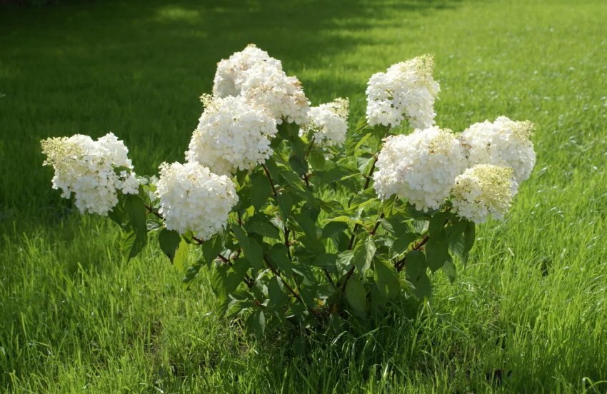 Кущ гортензії