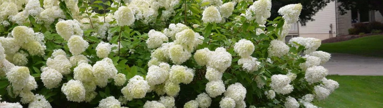 Гіортензія метеликоподібна (Hydrangea paniculata Grandiflora): опис, посадка та догляд