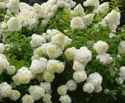 Гіортензія метеликоподібна (Hydrangea paniculata Grandiflora): опис, посадка та догляд