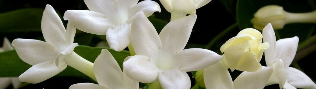 Мадагаскарський жасмин: догляд в домашніх умовах