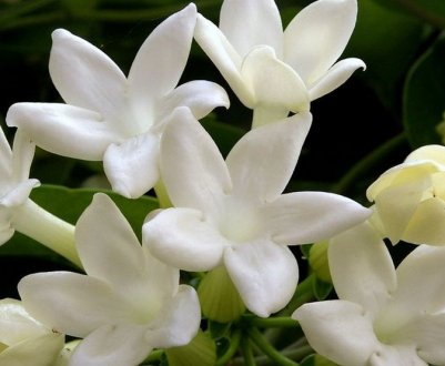 Мадагаскарський жасмин: догляд в домашніх умовах