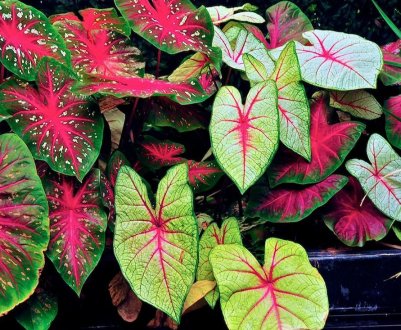 Квітка каладіум: вирощування і догляд в домашніх умовах