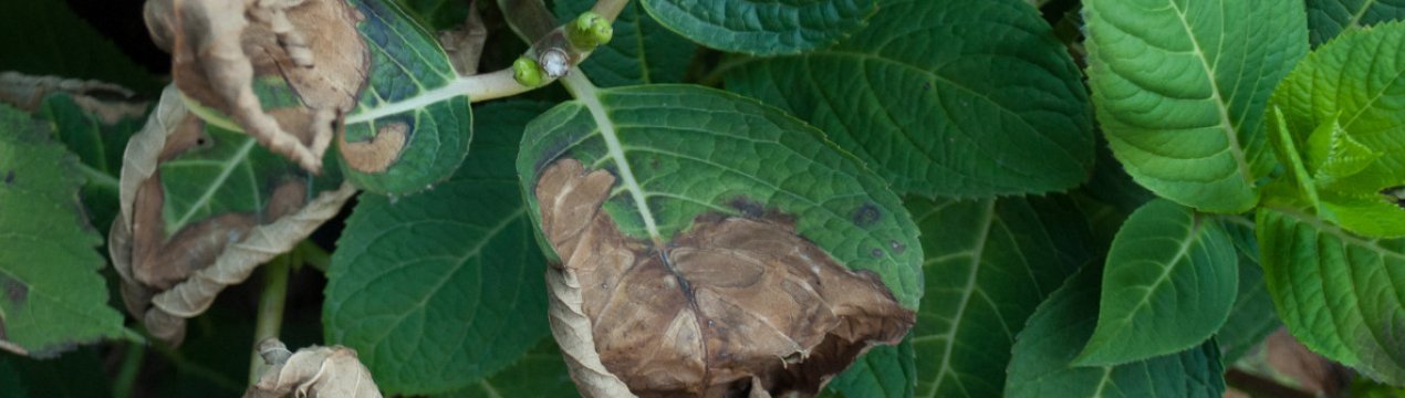 У гортензии сохнут листья: причины и решение проблемы