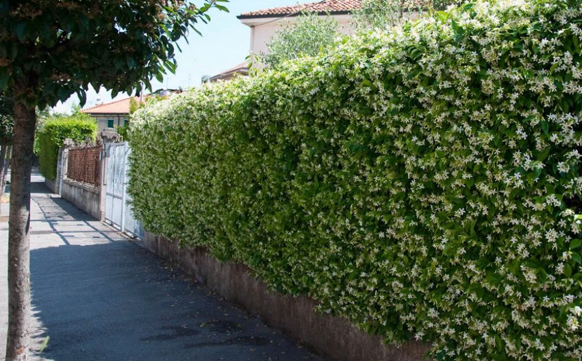 Жасмин як живий живопліт Жасмин як живий живопліт