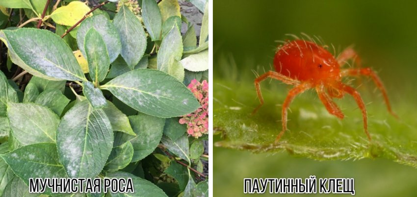 Болезни гортензии Болезни гортензии