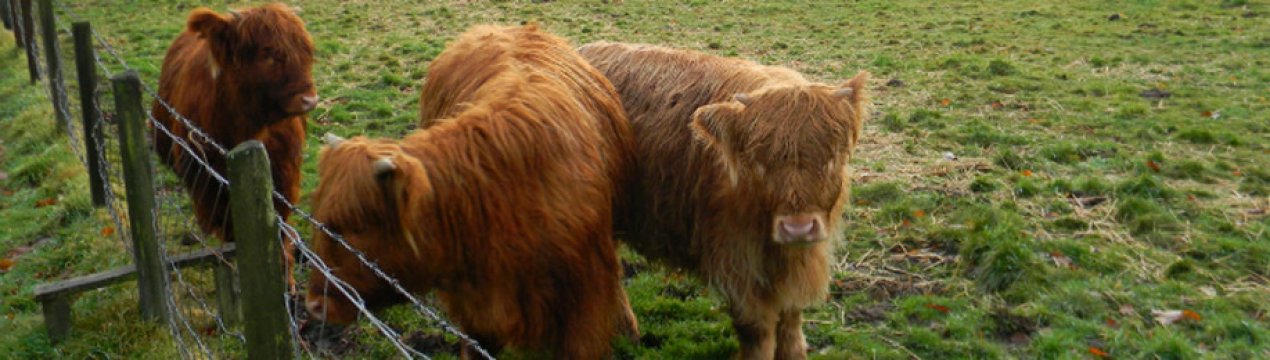 Міні-корови: опис порід, особливості розведення