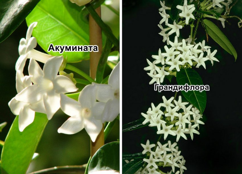 Сорти стефанотіса Сорти стефанотіса