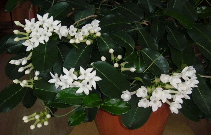 Жасмин в горщику Жасмин в горщику