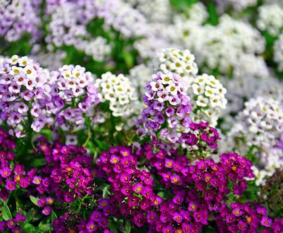 Аліссум: особливості посадки та догляду за квіткою