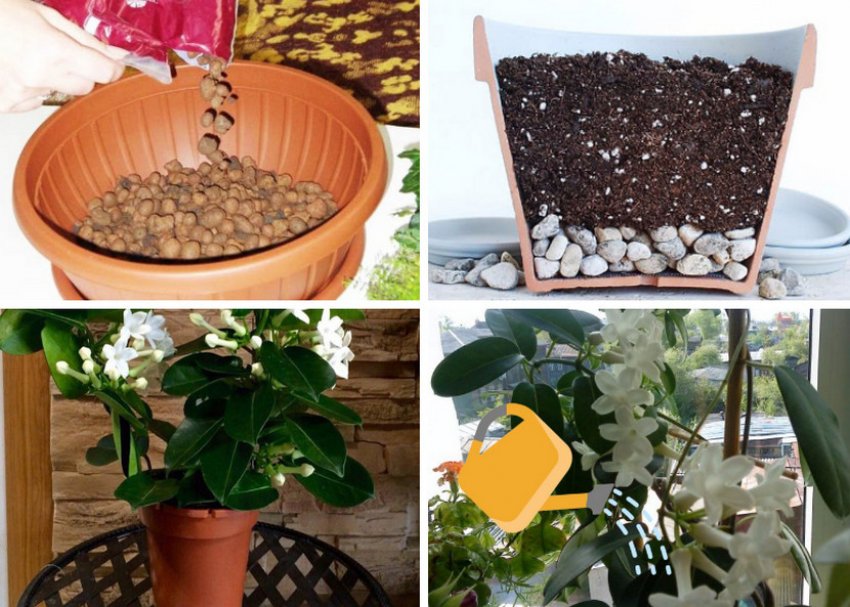 Пересадка жасмина Пересадка жасмина