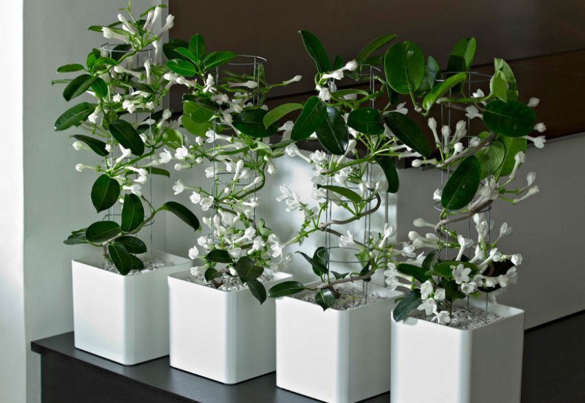 Мадагаскарський жасмин на опорі Мадагаскарський жасмин на опорі