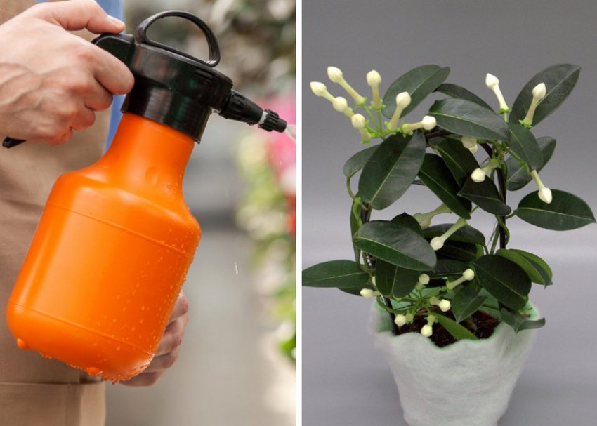 Опрыскивание Опрыскивание