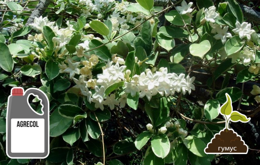 Підживлення жасміну Підживлення жасміну