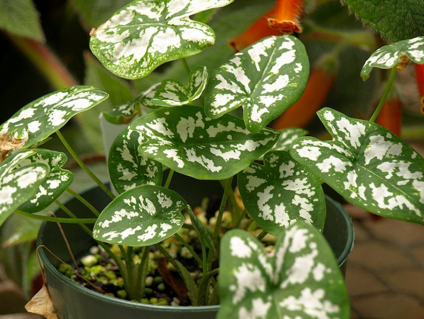 Каладіум Шомбурга Каладіум Шомбурга