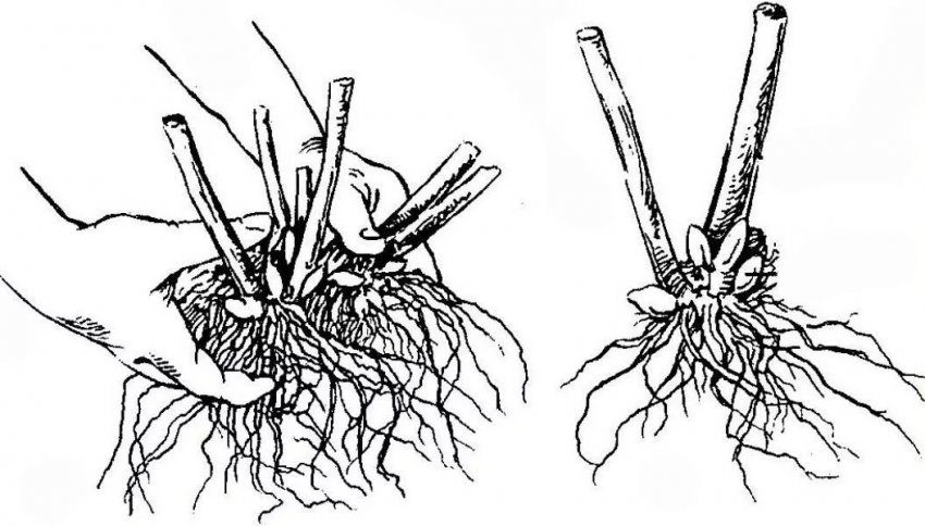 Розмноження гортензії розділенням куща