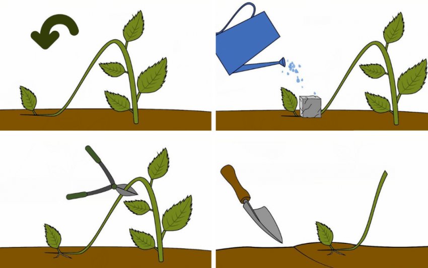 Розмноження гортензії відводками