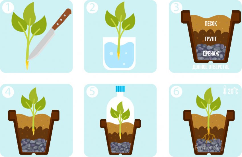 Розмноження жасміну відрастками Розмноження жасміну відрастками