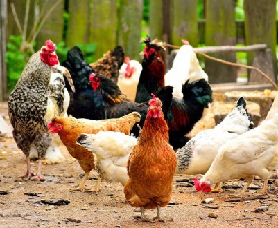 Що таке премікси для курей: склад і правила годівлі