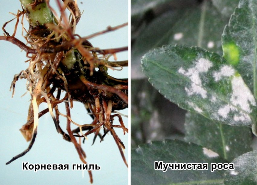 Хвороби стефанотіса Хвороби стефанотіса