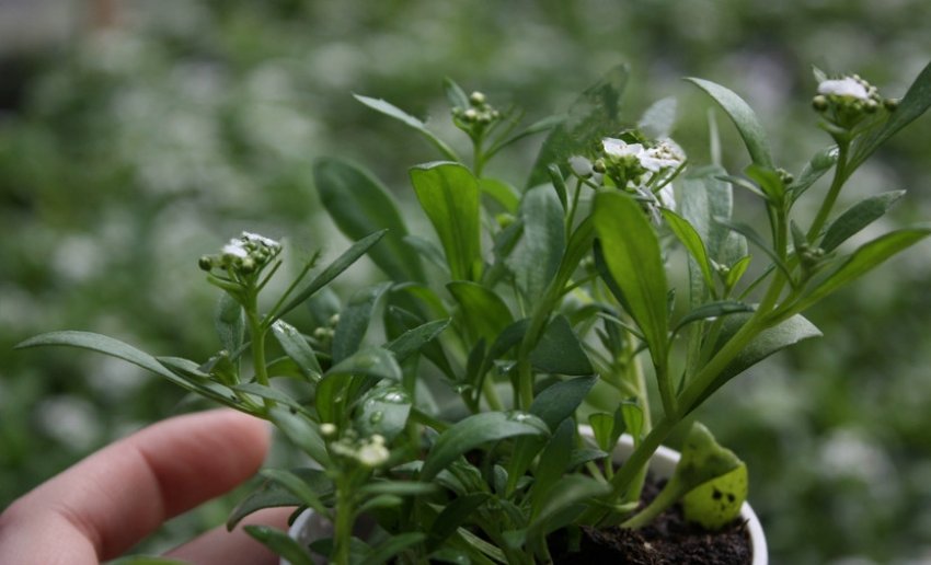 Погане цвітіння аліссума Погане цвітіння аліссума