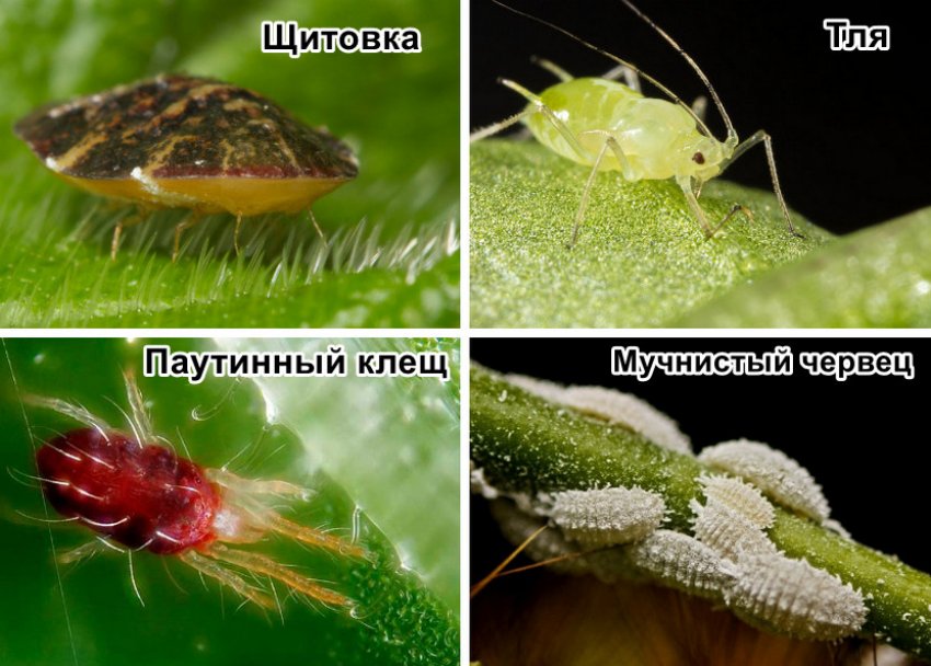 Шкідники жасміну Шкідники жасміну