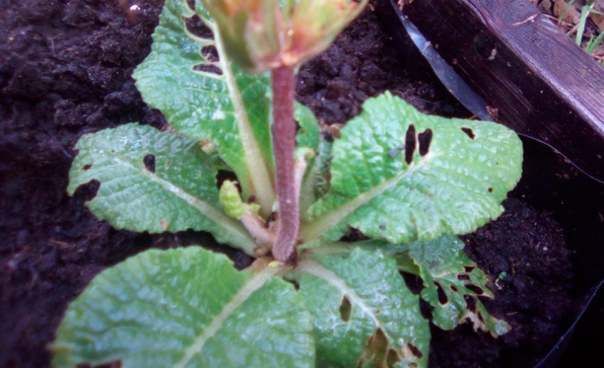 Мучниста роса на примулі Мучниста роса на примулі